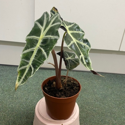 Alocasia