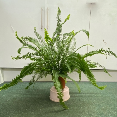 Boston Fern