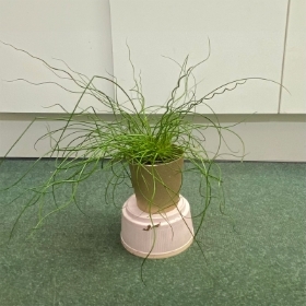 Juncus Grass